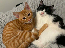 Loving Forever Home Needed for Bonded Kittens - Stuffing & Eddy