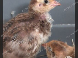 Male Coturnix qualis