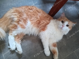 URGENT: Ginger Half Ragdoll for Rehoming