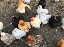 Pekin Bantams
