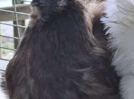 2 Brown Silkie Bantam Laying Hens &ndash; Delivery Possible