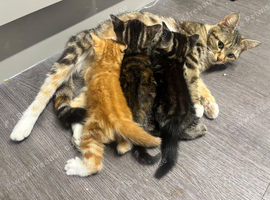 3 lovely kittens for sale