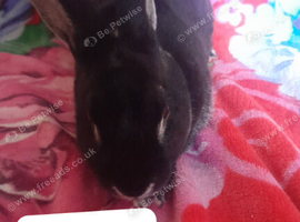 Black otter male