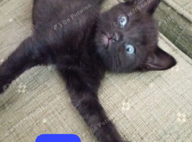 3 beautiful black kittens