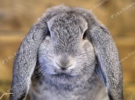 *French Lop Baby Boy ready to go *