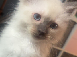 Male Pure Ragdoll
