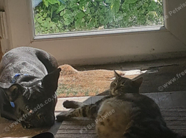 Bengal X
