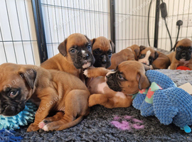 Beautiful KC Registered Boxer Puppies