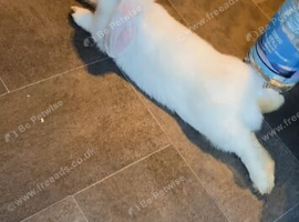 Bunny rabbit for sale it&rsquo;s a girl