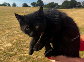 2 pretty black stable cats