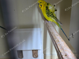 Helicopter budgies
