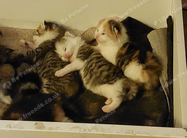 2 Male Kittens, dark tabby/longhair ginger mixes