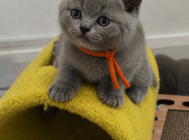 READY NOW British short hair kittens