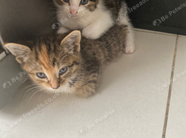 Kitten