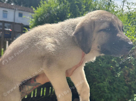 Beautiful kangal pup&rsquo;s