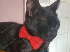 Pure Black Female Cat