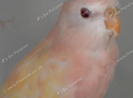 Bourke parakeets
