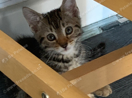 ONE TABBY GIRL LEFT READY TO GO NOW!!!