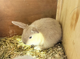Mini lop babies