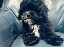Beautiful Black Maltipoo