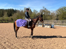 Lovely Natured 16.1 Gelding 11yrs old