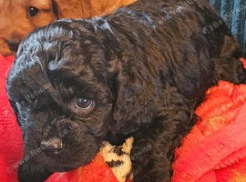 Very playful cavapoo puppies for sale
