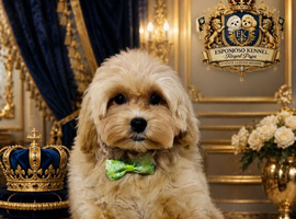 Last Exquisite Esponjoso Royal maltipoo Boy