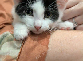 White and Black Kitten