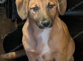 Welsh Collie x Bassett Hound