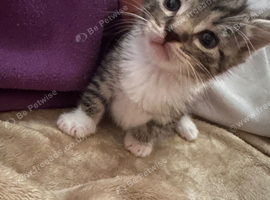 Kittens, white and black and tabby&rsquo;s