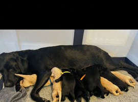 Beautiful Labrador puppies