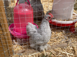 Young male pekin bantam