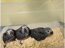 Hand reared African grey