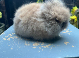 Lionhead Bunnies