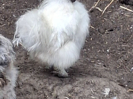 3 cockerals for sale