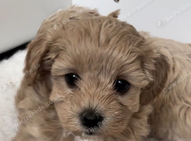 Gorgeous F1 Toy Maltipoo Puppies DNA Health Tested Clear
