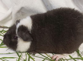 Pure bred teddy boars x 5