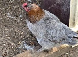 Blue Copper Marans at Point of lay