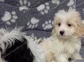 Maltipoo puppy. Boys ready to go