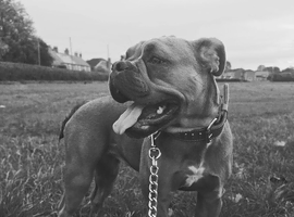 Olde english bulldogge