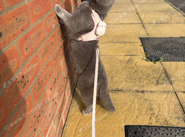 Beautiful Grey British Shorthair x Scottish Fold Female