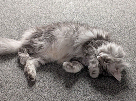 Female Maine coon