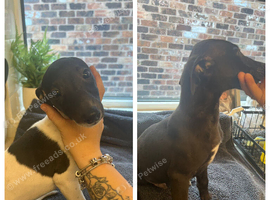 KC registered whippet puppies