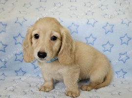 Mini long haired cream dachshund READY NOW