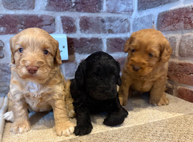 F1 cockapoo puppies