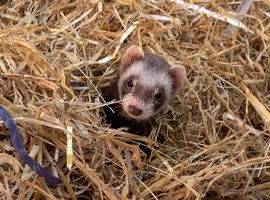 Female Ferret