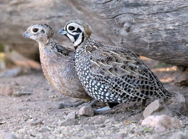 Mearns quail
