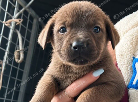 7 boys and 3 girls available blues, brindle, black and fawn