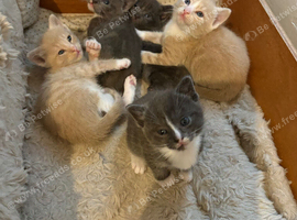 Russian blue mixed