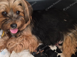 Yorkshire/Biewier terrier